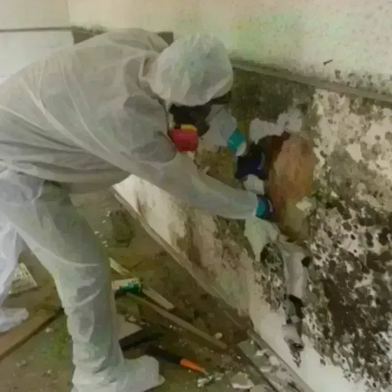 Mold Remediation and Removal in De Soto County, MS